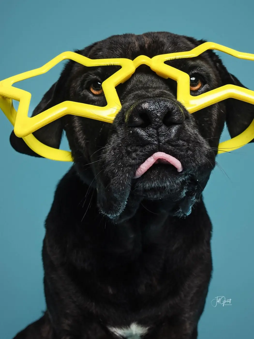 Black rescue dog wearing yellow star-shaped glasses