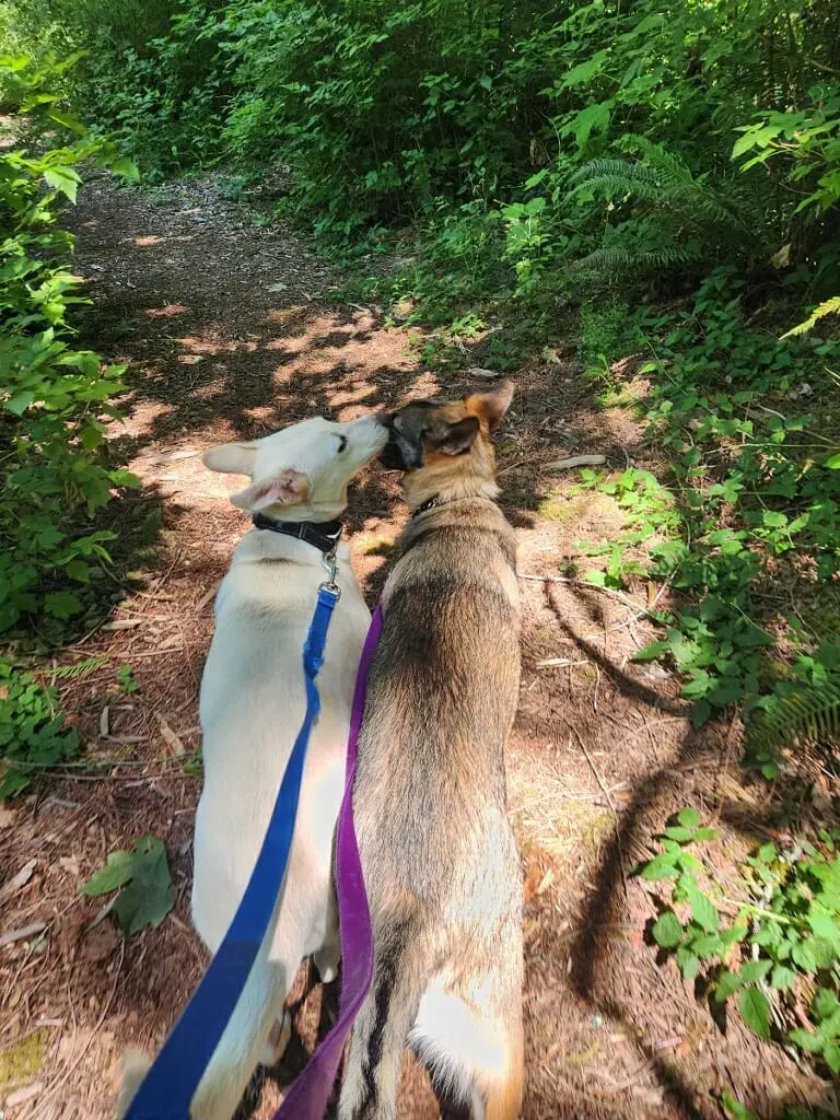 Dogs from the Hicks litter after rescue