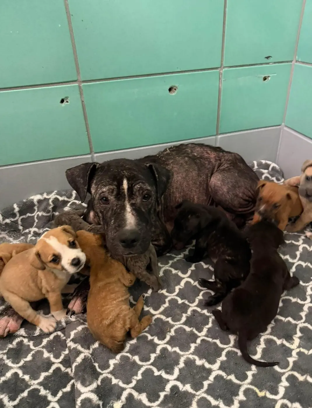 Mama Tulip with her eight puppies in shelter bedding