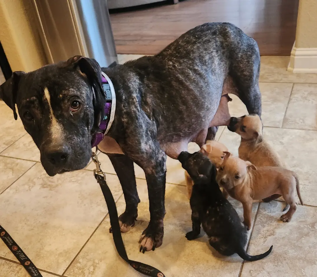 Mama Tulip nursing her puppies