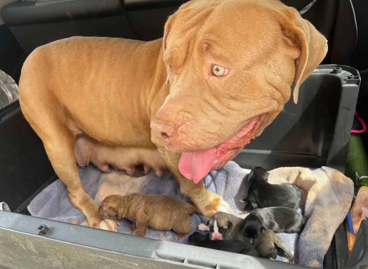 Mama Xena with newborn puppies
