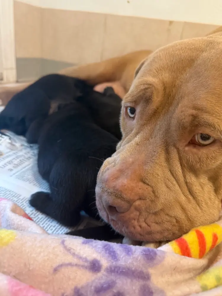 Mama Xena nursing puppies